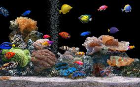 aquarium6 Springfield
