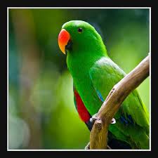 parrots1 Monticello
