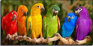 parrots4 Washington