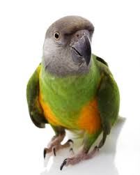 parrots8 San Jose