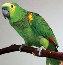 parrots9 Washington