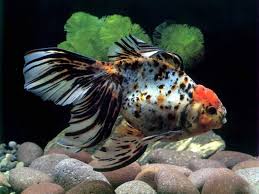 aquarium2 Bulungur
