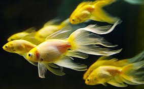 aquarium3 Bulungur
