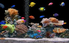 aquarium6 ห้าม 