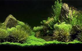 aquarium7 Bulungur