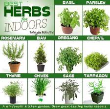 herbs3 Bacoli