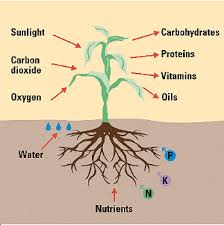 nutrients5 Gais