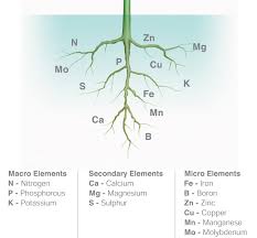 nutrients6 San Marino