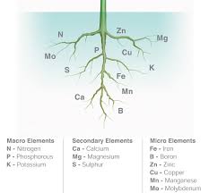 nutrients6 Sada De Sanguesa