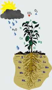 nutrients7 Sobradiel