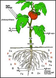 nutrients8 Teulada