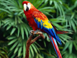 parrots3 Windsor