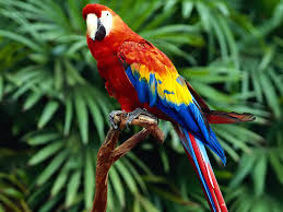 parrots3 Turkmenbasy