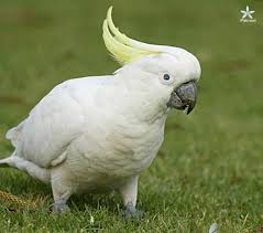 parrots5 Turkmenbasy