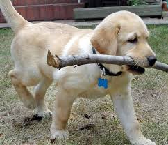 pet