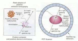 pet7 Brouwershaven