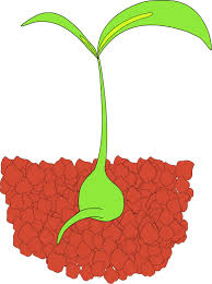 seed