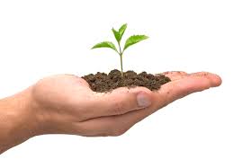 seed