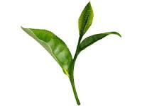 tea5 Binagadi