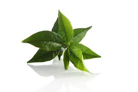 tea7 Binagadi